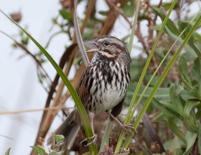 Song Sparrow, Palo Alto Baylands