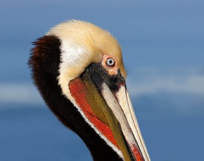 Brown Pelican, La Jolla