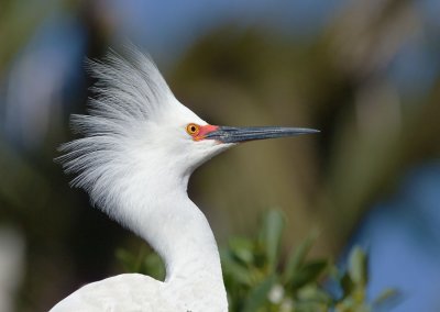 Snowy Egret, Palo Alto Baylands