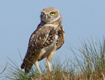 Burrowing Owl, Shoreline