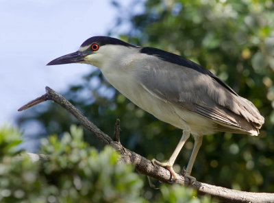 Black Crowned Night Heron, Baylands