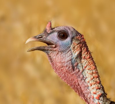 Wild Turkey, Rancho San Antonio