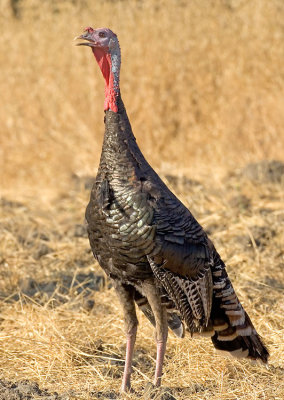 Wild Turkey, Rancho San Antonio