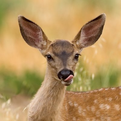 Fawn