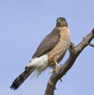 Cooper's Hawk, Baylands