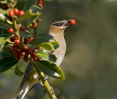 Cedar Waxwing, Cupertino