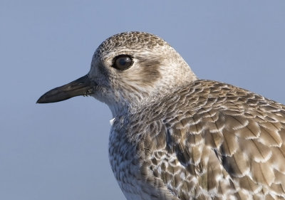 Black-bellied Plover, Half Moon Bay