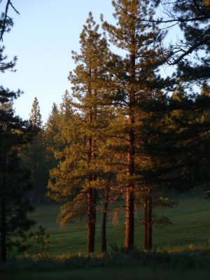 boca_spring_tree.JPG