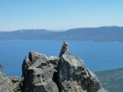 tallac_chipmonk.JPG