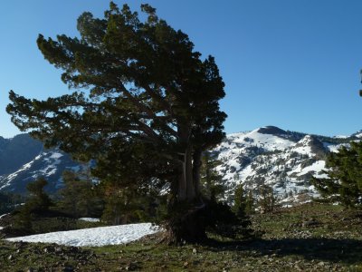 tree_szcamp.JPG