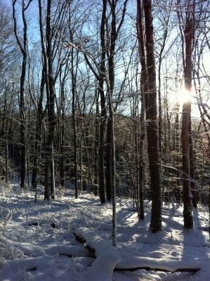 Allegheny National Forest - Minister Creek - Jan2012