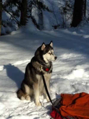 Allegheny National Forest - Minister Creek - Jan2012