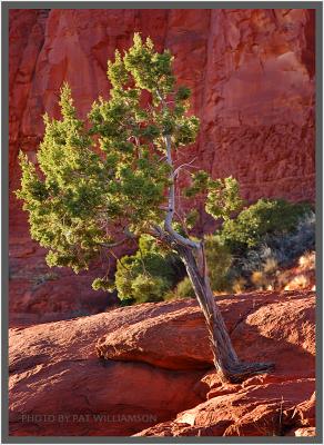 Colors of nature