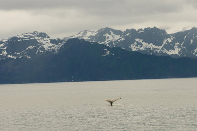 Whale in Kenai Fjords, Alaska