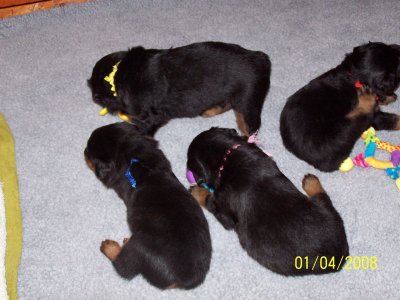A Litter vom Wilynholz: 3 weeks to 5 weeks old