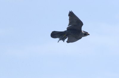 DSC_1012.jpg