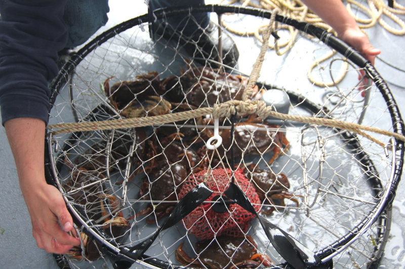 Close-up of the crab trap and crabs.