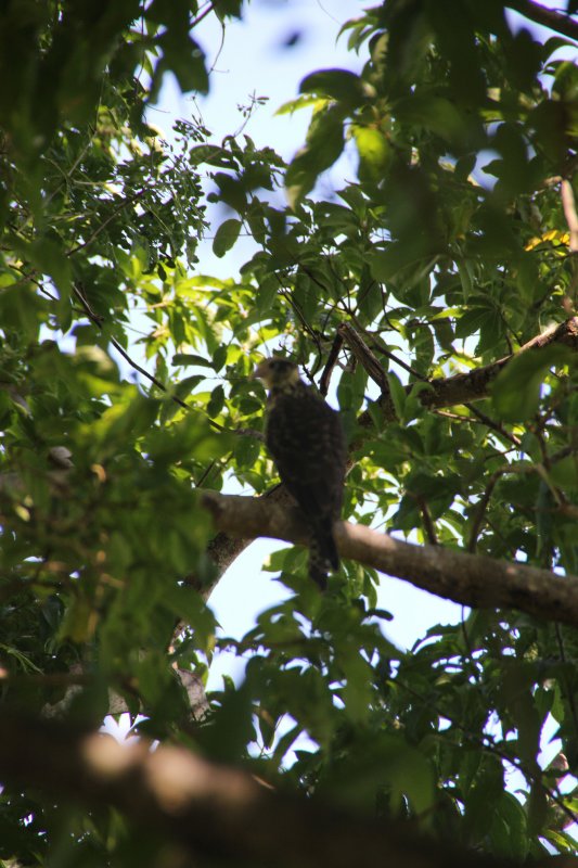 A Yellow-headed Caracara perched in a Tobago tree.  Like many other birds of prey, the female is larger than the male.