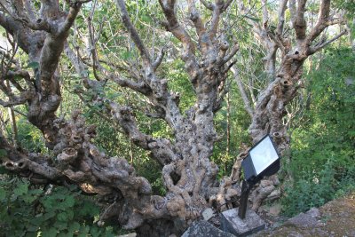 Climbing down the hill, I passed by this gnarly old tree.