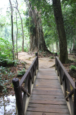 Wooden bridge with an ancient tree in the background.