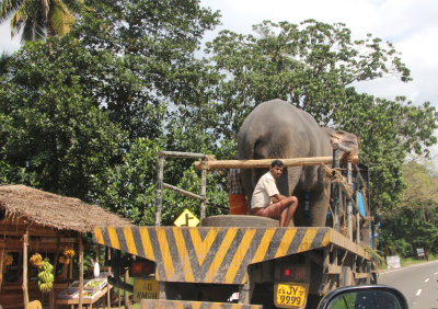 When driving to the Pinnawela Elephant Orphanage, we passed this elephant in transit.