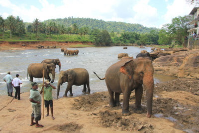 Elephants bathing in the May Oya River at the Pinnawela Elephant Orphanage.