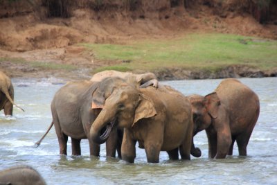 They were frolicking in the water.