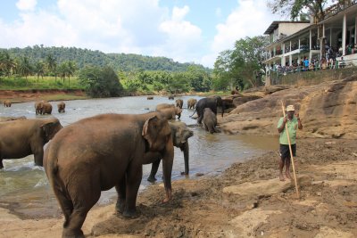 The Pinnawela Elephant Orphanage has existed since 1975 and has grown to become one of Sri Lanka's most popular destinations.