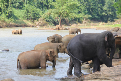 Elephant herds leaving the water after their morning bath.