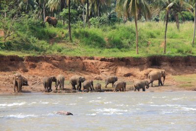 Elephants on the other side of the river.