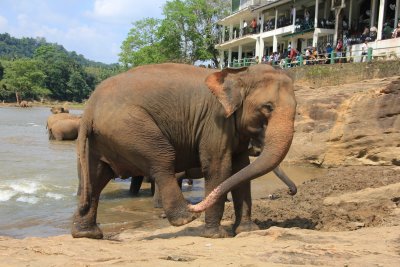A big bull elephant leaving the river.