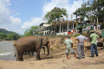 Some of the 110 mahouts (keepers) who are employed to care for the elephants at the Pinnawela Elephant Orphanage.