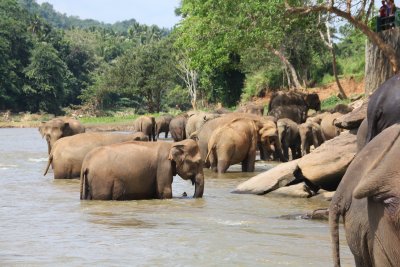 Prior to the formation of the elephant orphanage in 1975, elephants were nearly extinct in Sri Lanka.