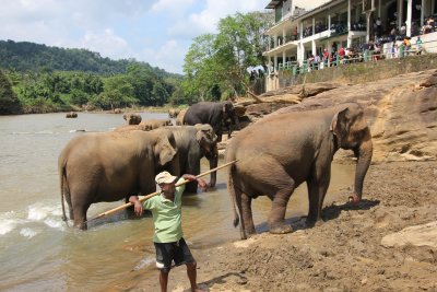 This man carries a stick to guide the elephants.