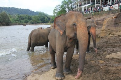 Today, there are about 3,000 elephants in Sri Lanka. In 1815, an estimated 30,000 elephants lived on the island.