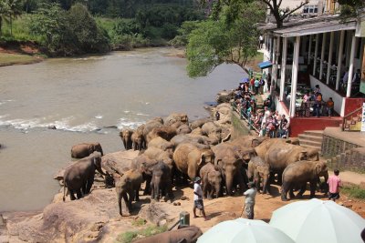 The herd of elephants leaving the river en masse.