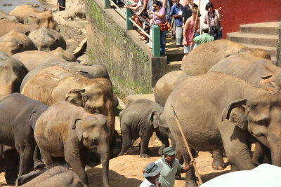 The caretakers sound a big gong, which lets the elephants know that bathing time is over.