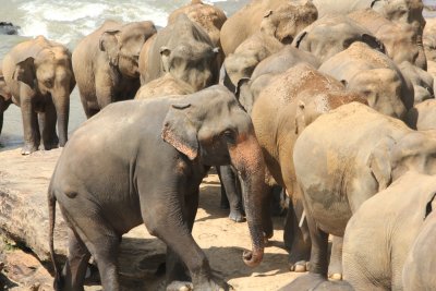A throng of elephants.