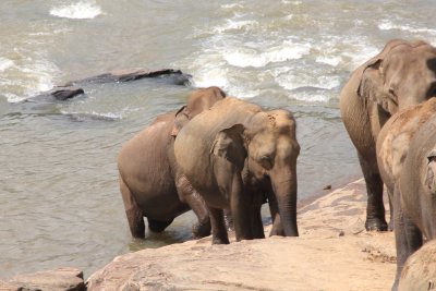 The last few elephants leaving the river.