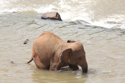 This handsome pachyderm was enjoying his morning dip.