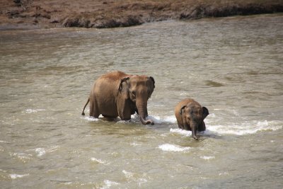 A mother and baby elephant doing their morning ablutions.