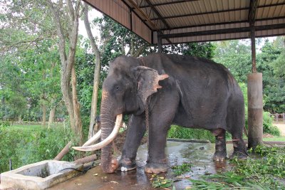I felt sorry for this elderly bull elephant who was chained down.