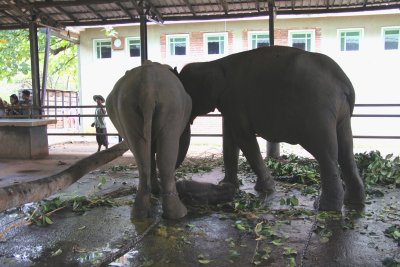 These elephants were in the feeding shed eating palm leaves.