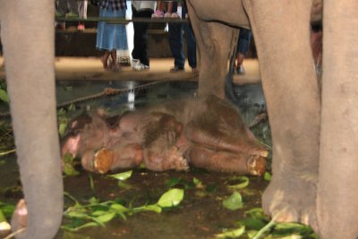 A newborn elephant who was not yet standing. His mother was standing over him.