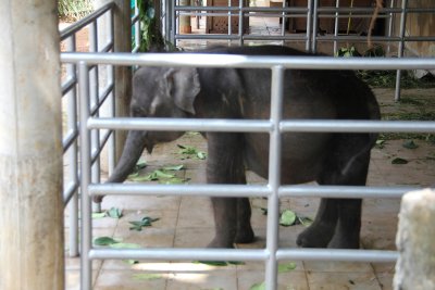Another baby elephant within an enclosure.