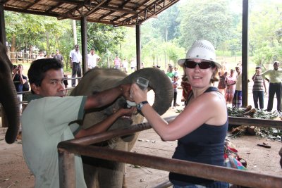 One of the most popular tourist attractions at the orphanage is bottle feeding baby elephants in the feeding shed.