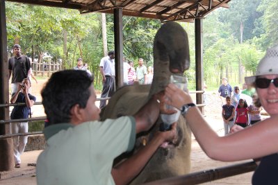 A baby elephant was greedily enjoying the milk.