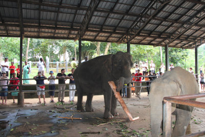 Tourists were observing a dark elephant and a light elephant.