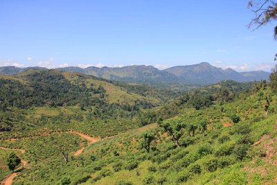 Many crops grow in Sri Lanka, including rice, tea, coffee, rubber, cinnamon and coconut.