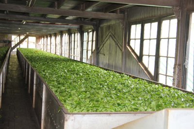Tea leaves being processed. Established in 1841, Mackwoods Tea has a venerated name throughout the world.
